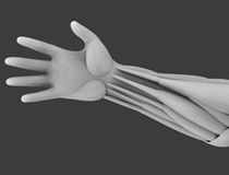 Arm Anatomy Study